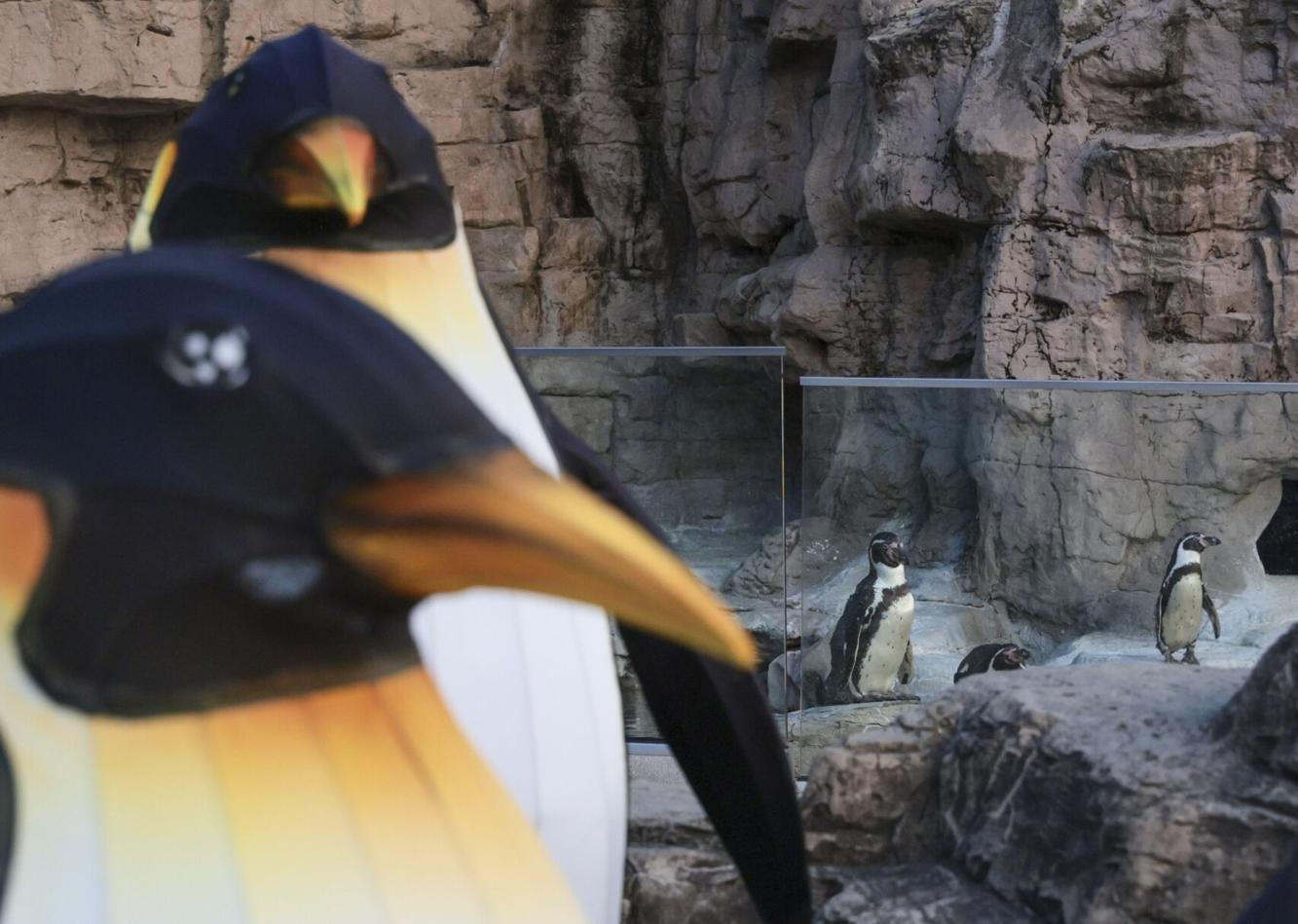 St. Louis Zoo's Animals Aglow features interactive light displays