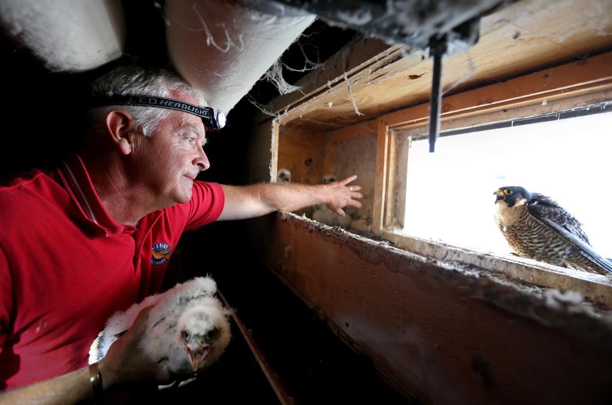 Banding Peregrine Falcons Is A Contact Sport Education