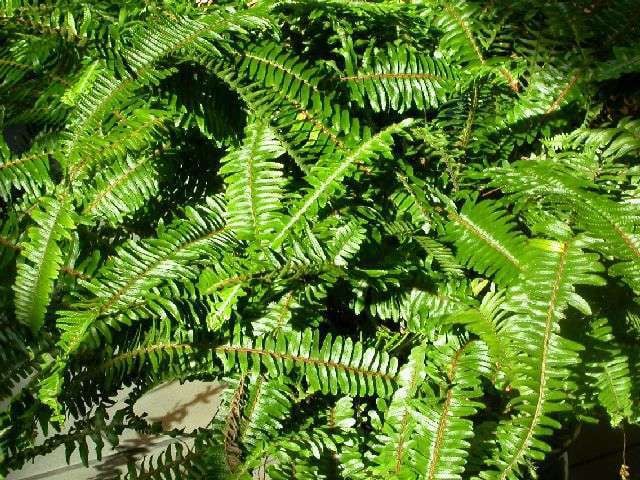 planting ferns in fall