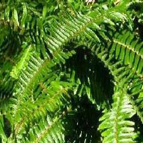 It S Normal For Boston Ferns To Lose Leaves In The Winter Home