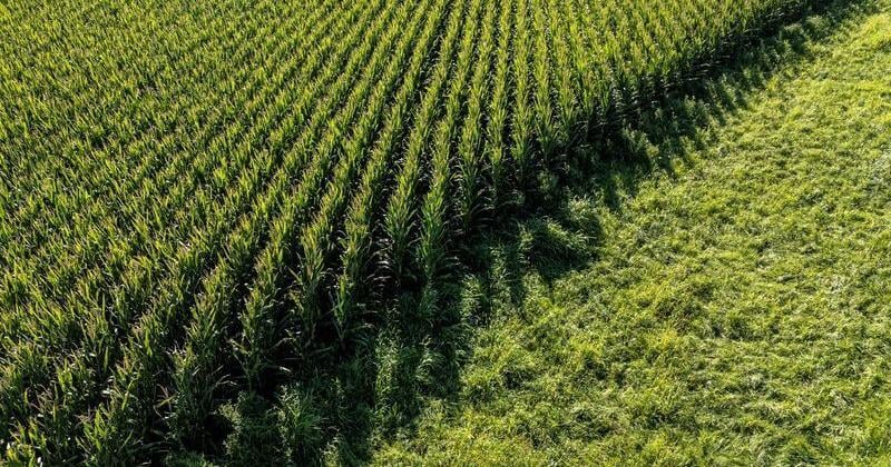 Bayer sued for allegedly monopolizing US market for GMO corn seeds By Tom Polansek Reuters