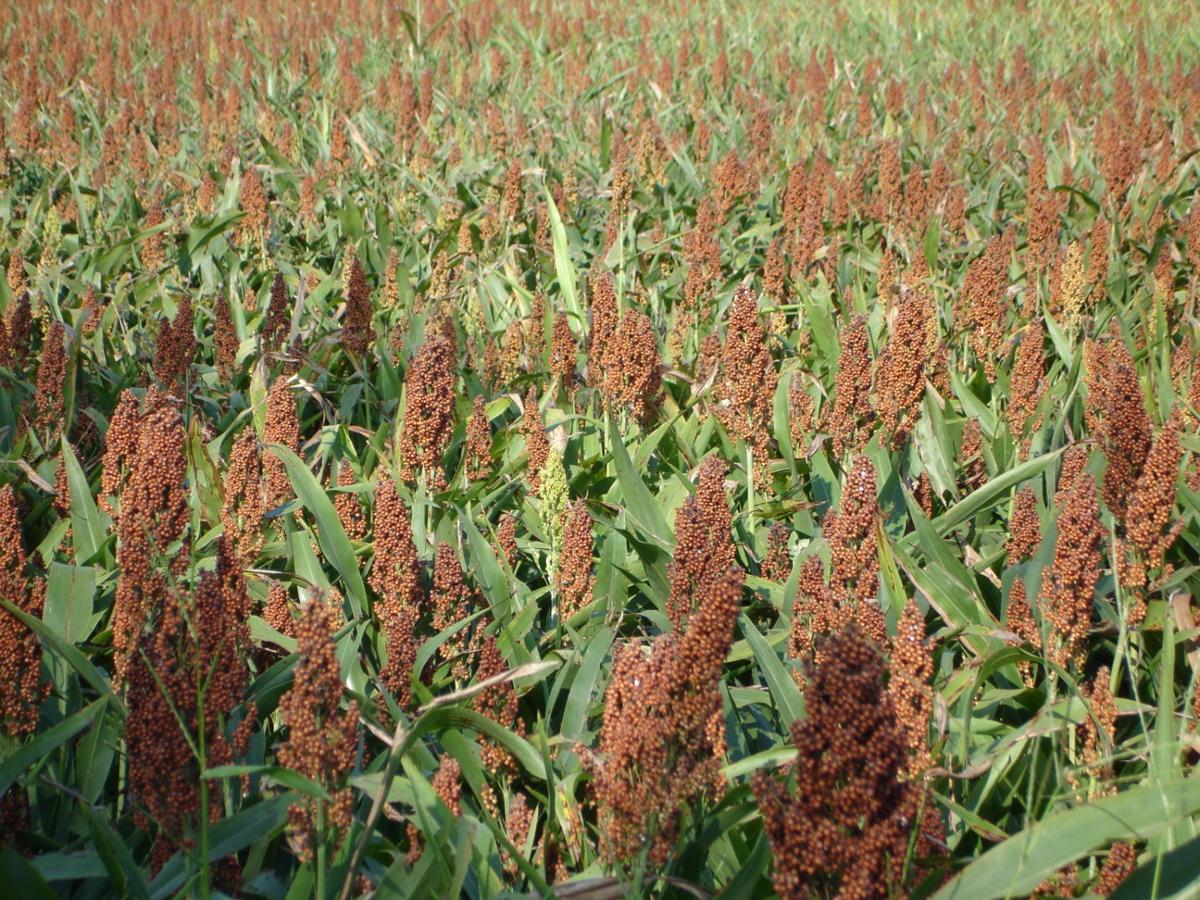 sorghum makes a push for a place on the farm business