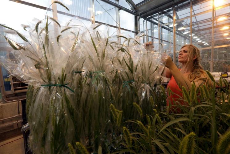 Benson Hill Biosystems to build new HQ in plant science district with