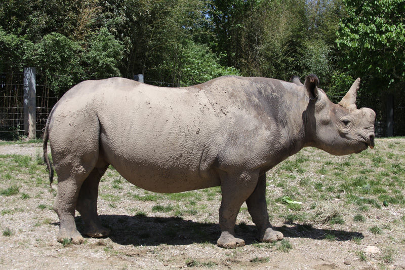 It's a boy! Moyo the black rhinoceros is the St. Louis Zoo's newest ...