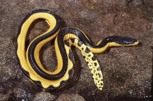 Welcome back - poisonous sea snake seen in California ...