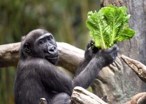 St. Louis Zoo, Chicago zoo swap male gorillas to help save endangered species