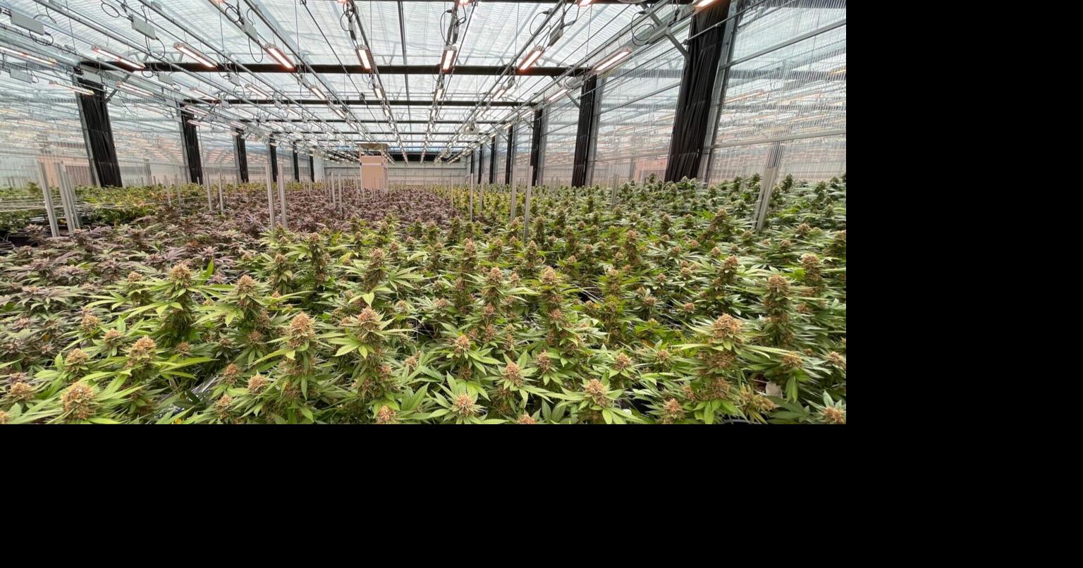 St. Louis jury awards $10 million in sprawling Missouri cannabis ownership fight 