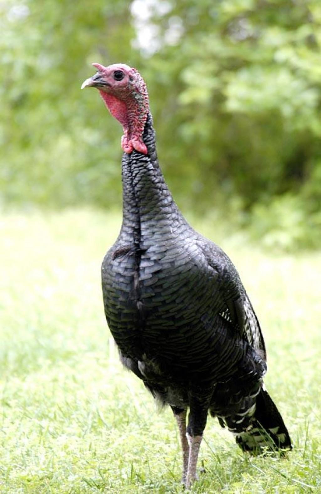 Wild Turkeys Thrive In Proper Environment Life News From Your