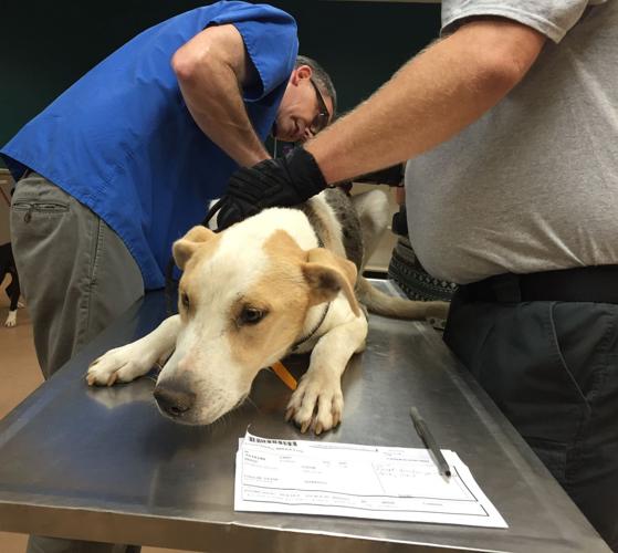 Dogs and puppies rescued from Arkansas arrived at Humane Society in St