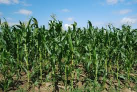 Corn field