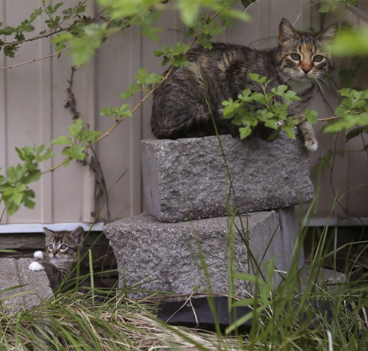 Feral cats in Pacific