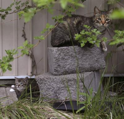 Feral cats in Pacific