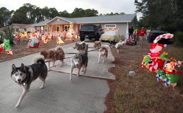 Chihuahua sales pulling sled