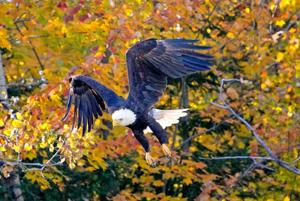 A bald eagle takes flight from a tree covered with fall leaves changing colors along U.S. Highway 51 south of Minocqua in October 2024.
