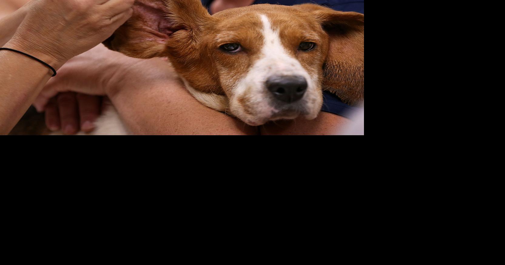 Photos: Humane Society of Missouri rescues 55 dogs from Franklin County