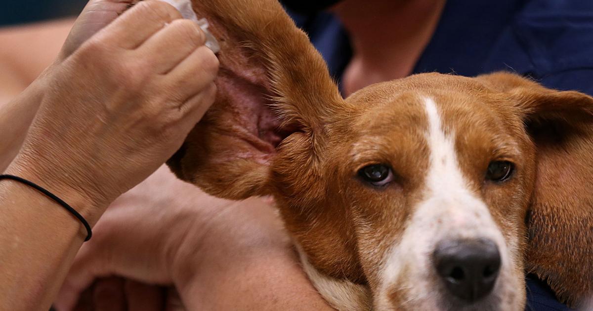 Missouri Rescue Photos: Humane Society of Missouri rescues 55 dogs from Franklin County