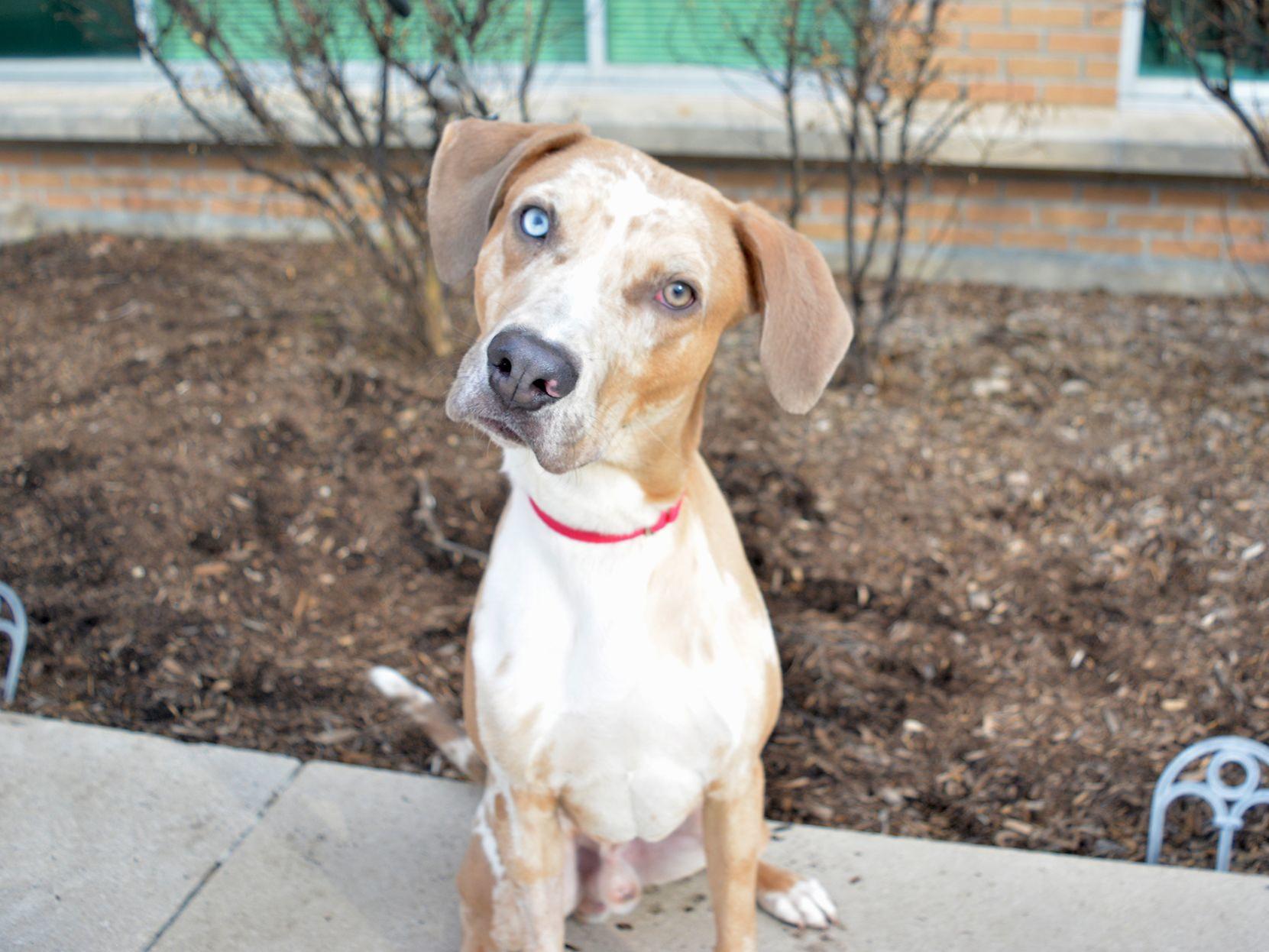 Adopt These Pets A Rabbit A Catahoula Mix And A Lab Pets