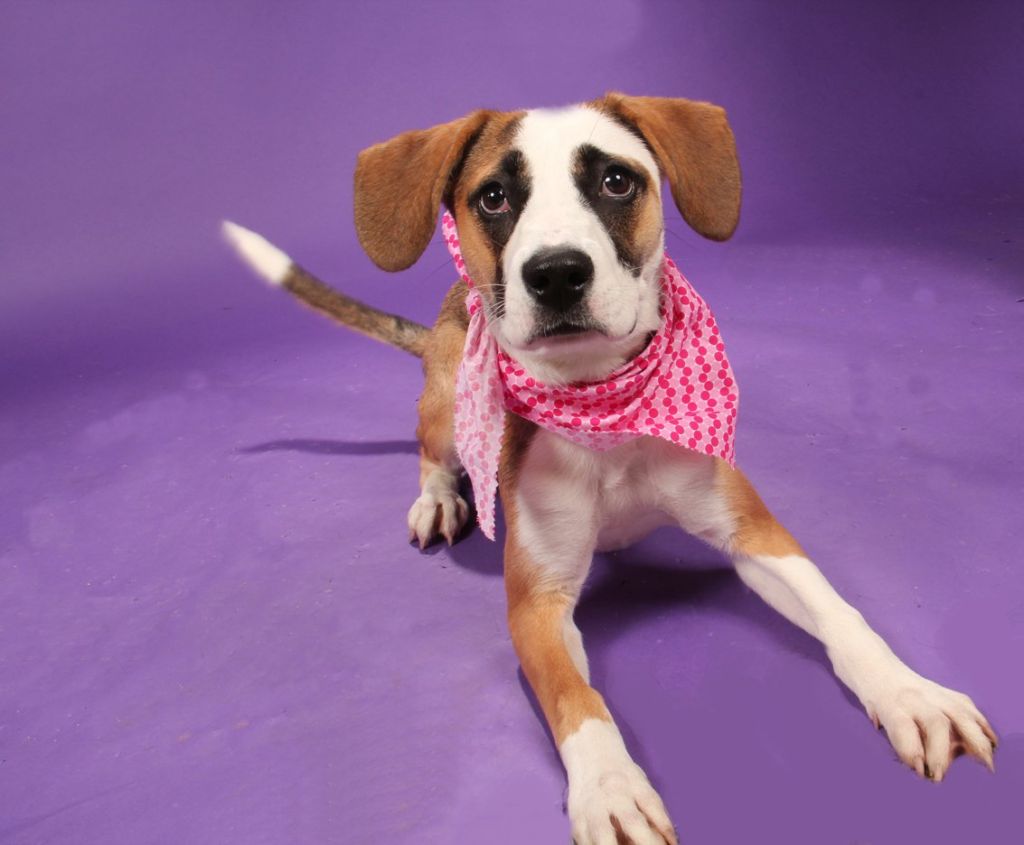 saint bernard mix puppies