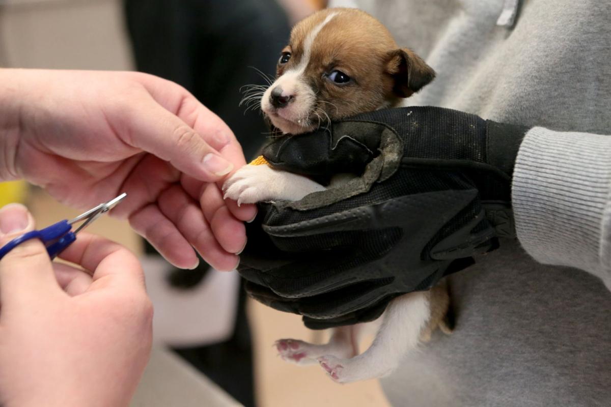 Jack Russell Terriers Rescued From Property In Washington County