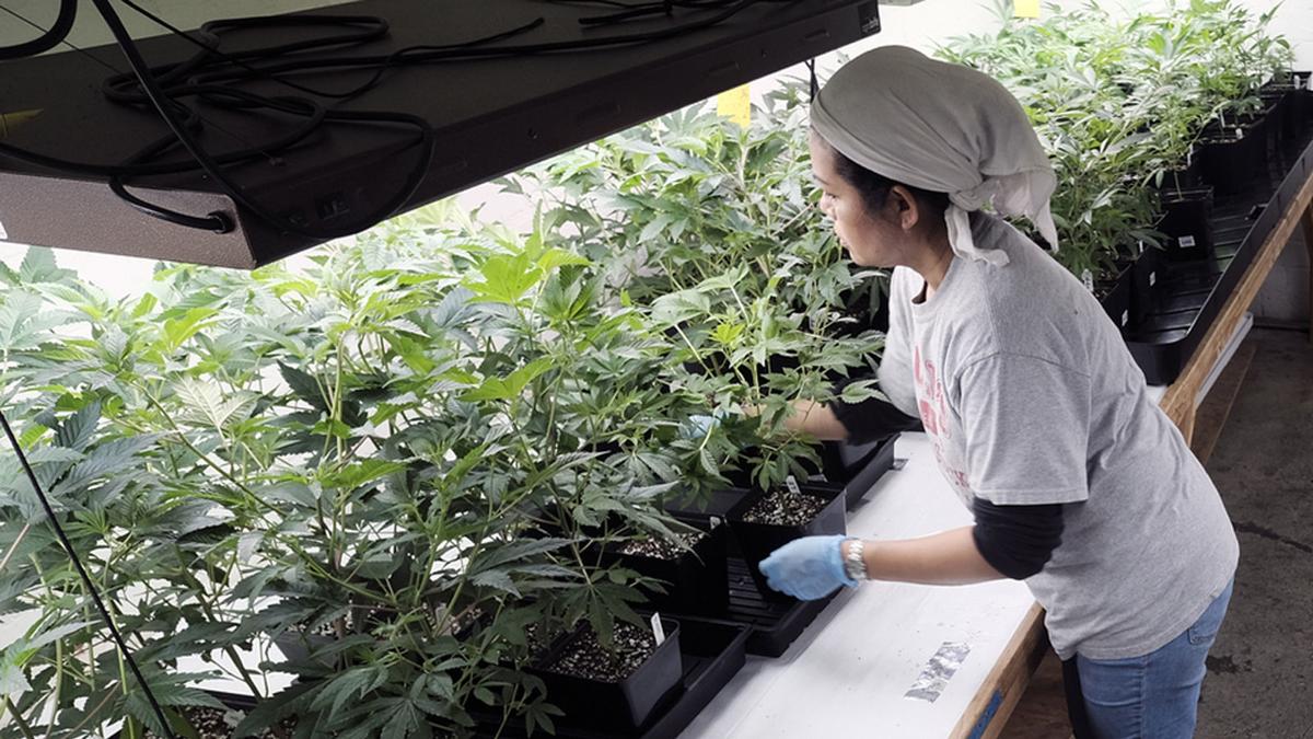 Marijuana plants
