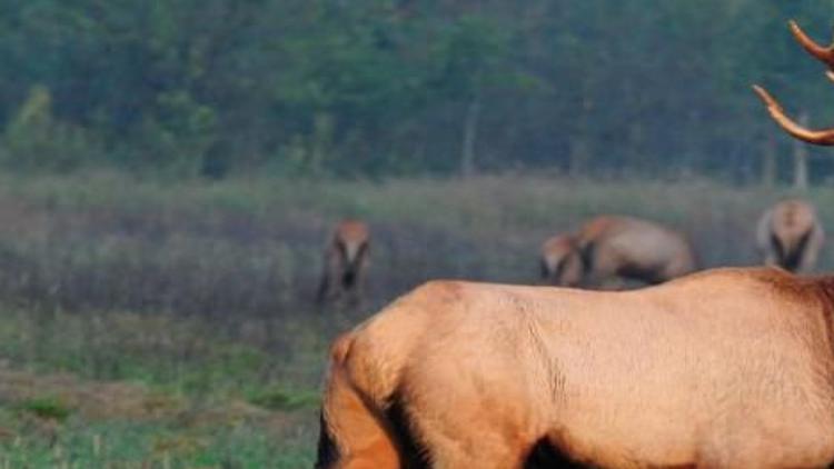 Want To Hunt Elk In Missouri State Is Offering Four Permits