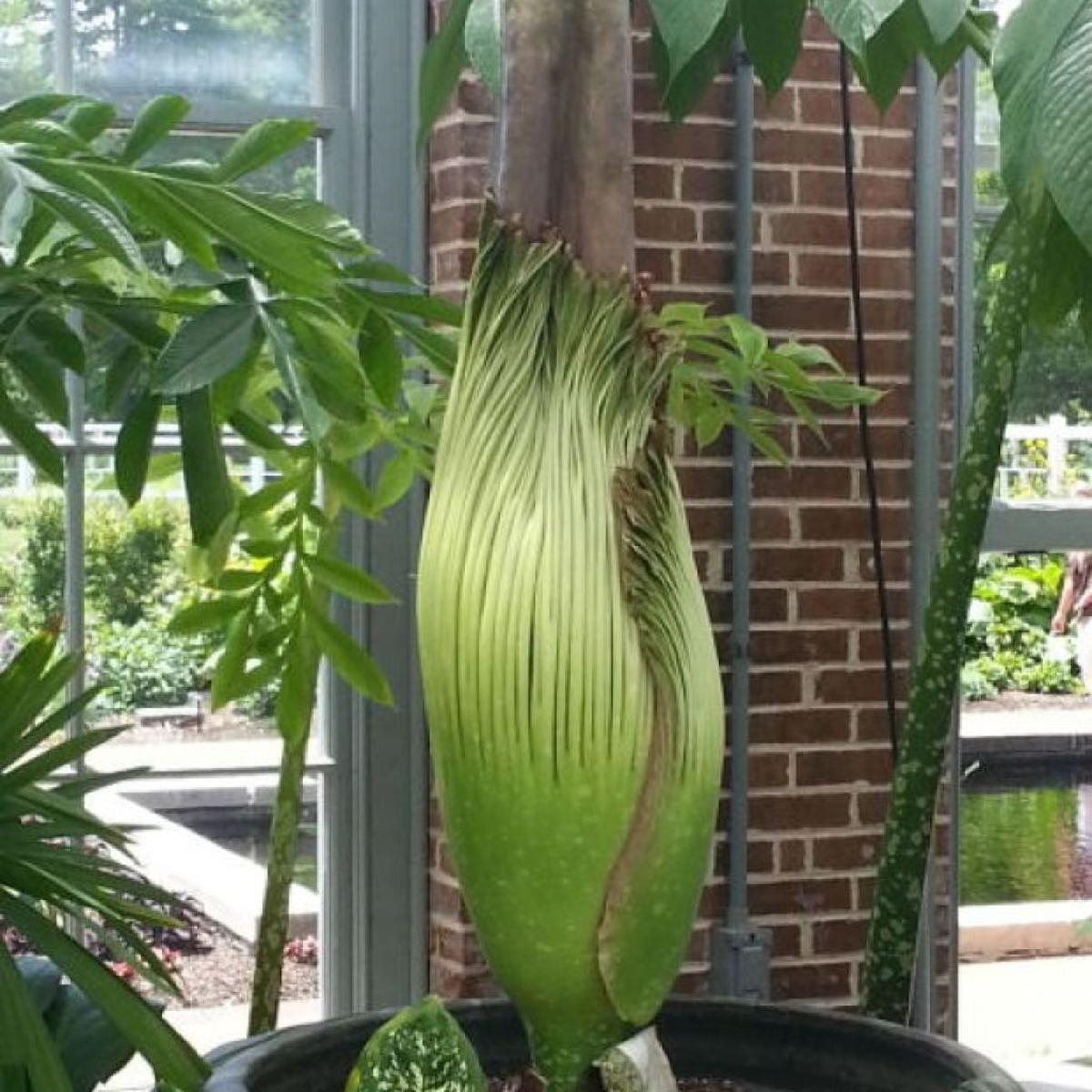 Corpse Flower Blooms At Missouri Botanical Garden Metro