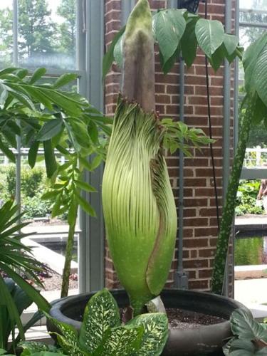 Titan Arum 2014