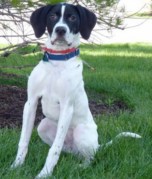 English pointer hot sale mix