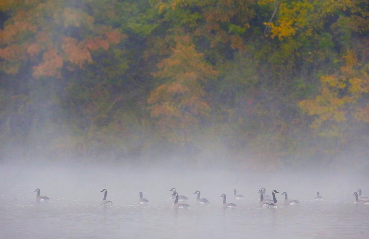 The Eagles Are Landing Spread Your Wings And Spot Them Here This