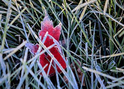 Frosty morning in ӣƵ