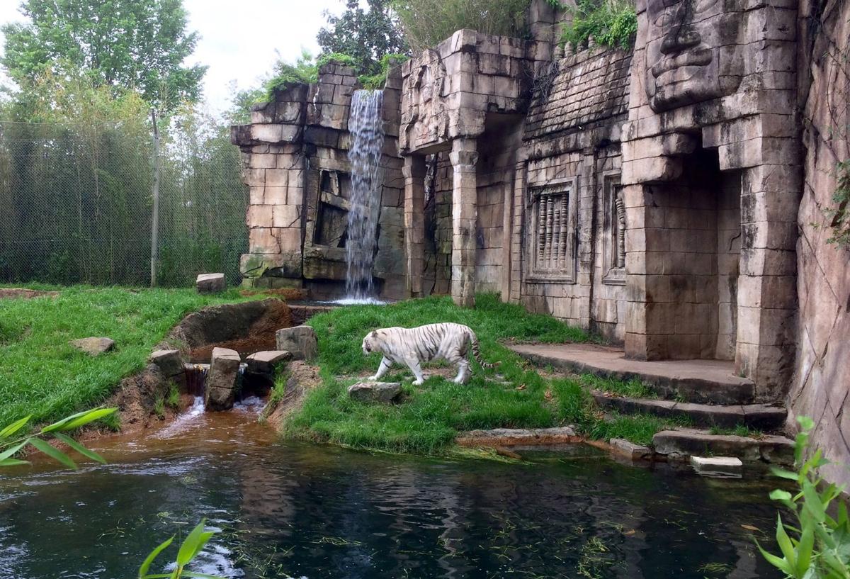 Memphis Zoo: Giant pandas, bonobos, Bengal tigers and more to see