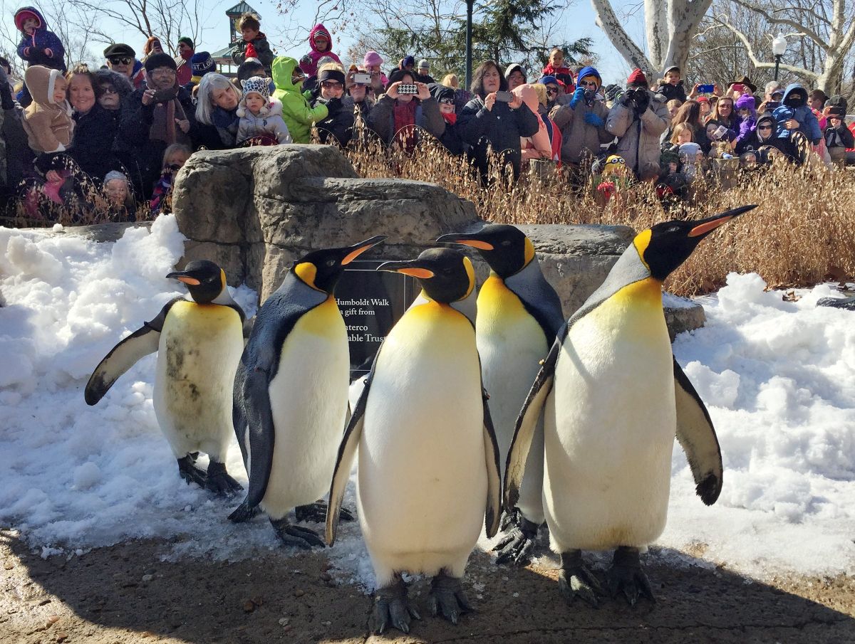 St Louis Zoo Nominated As Best Free Attraction In U S Joe S St   57a219ba589b3.image 