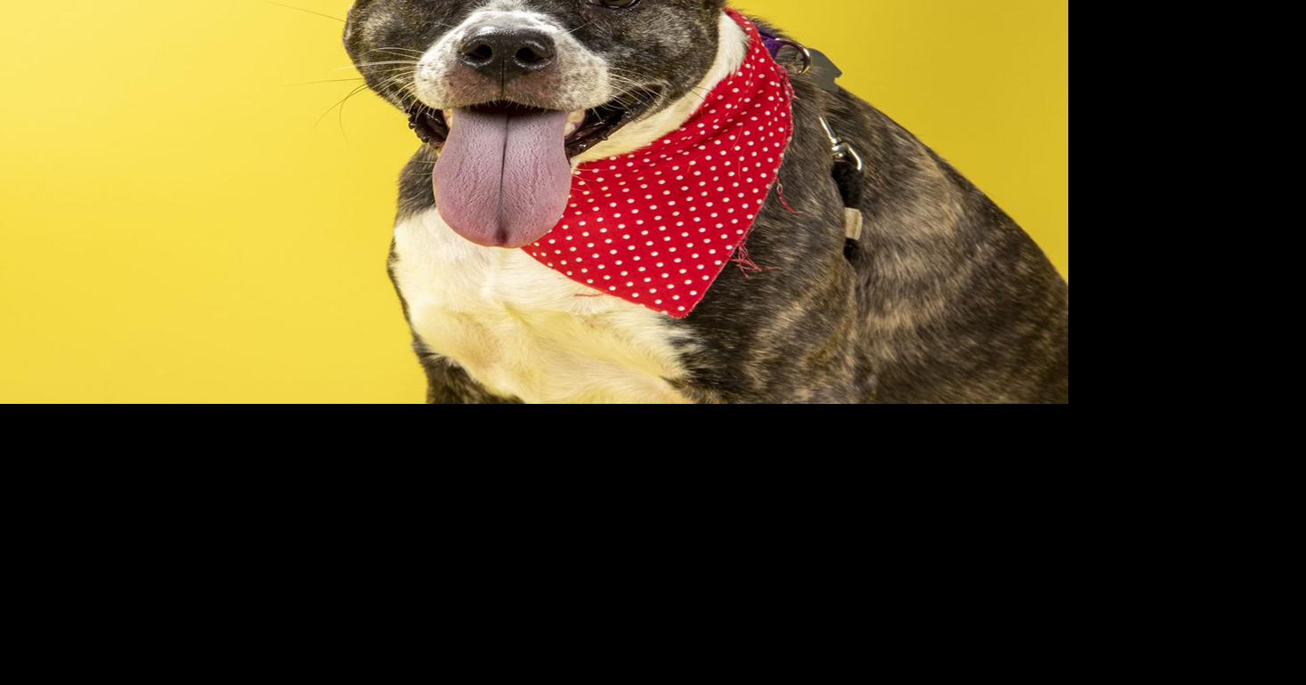 Meet our pets of the week: 2 Lab mixes and a rooster
