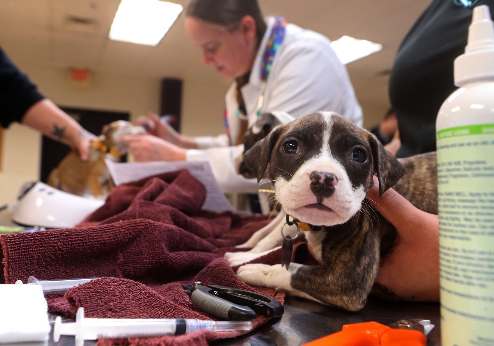 Dog shelter booted out of Chesterfield Mall shutting down