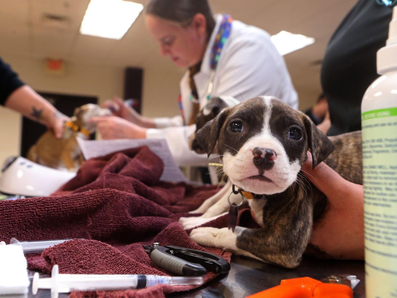 Humane Society Takes In Dozens Of Dogs From Financially Strapped Shelter In Southern Missouri Metro Stltoday Com