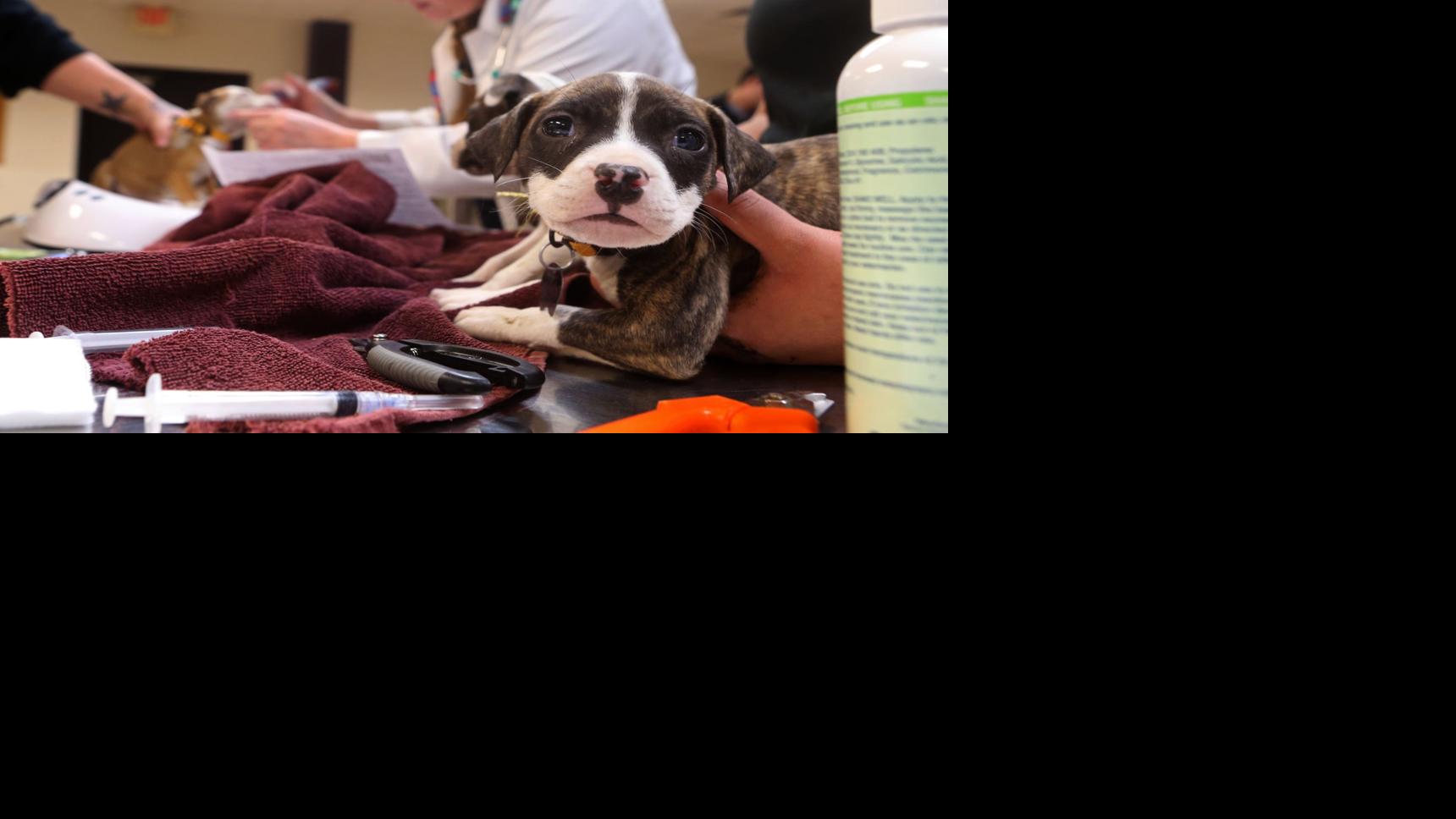 Animal shelter no longer at Chesterfield Mall