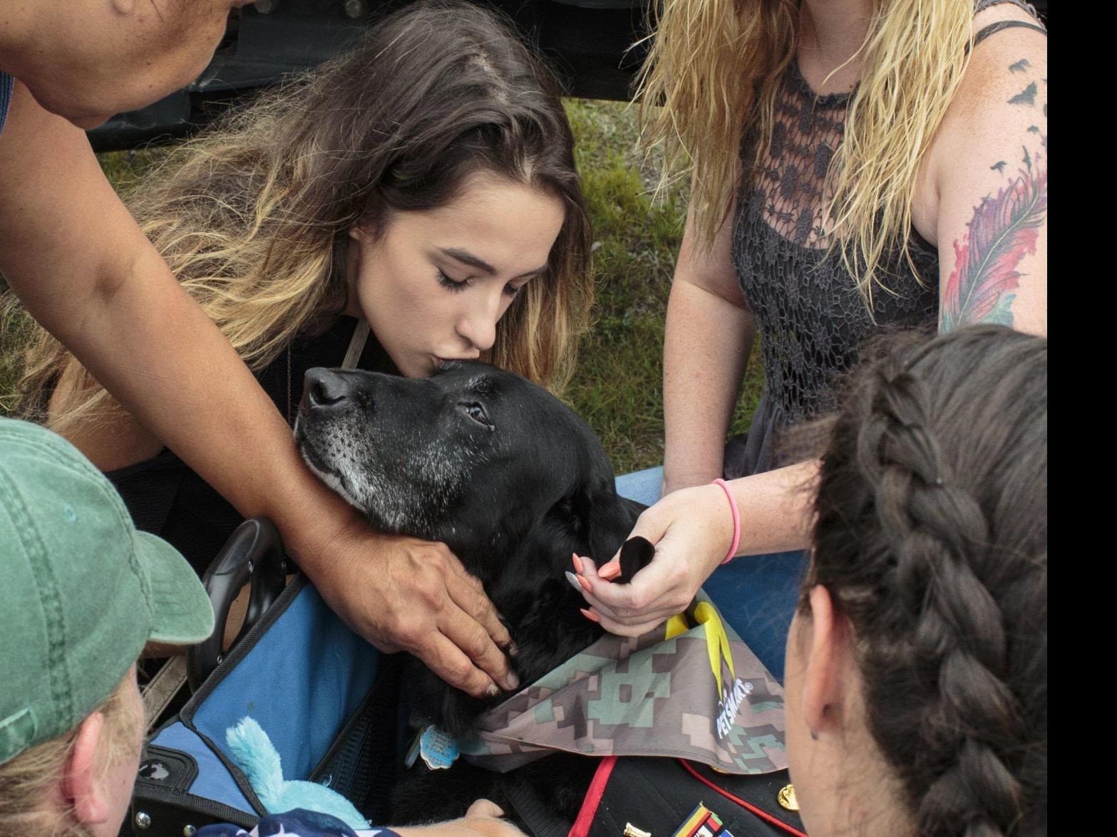 Mizzou Scientists Developed A Therapy To Treat Bone Cancer In Dogs Now It S About To Be Tested On Humans With Brain Cancer Local Business Stltoday Com