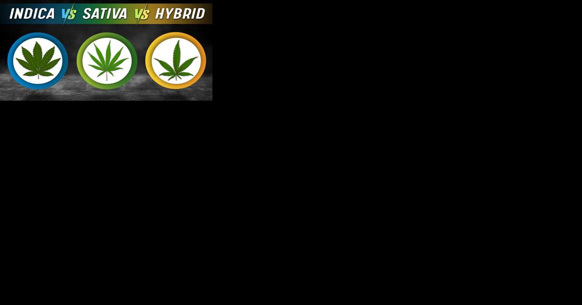 Indica vs Sativa vs Hybrid - Vimarsana News