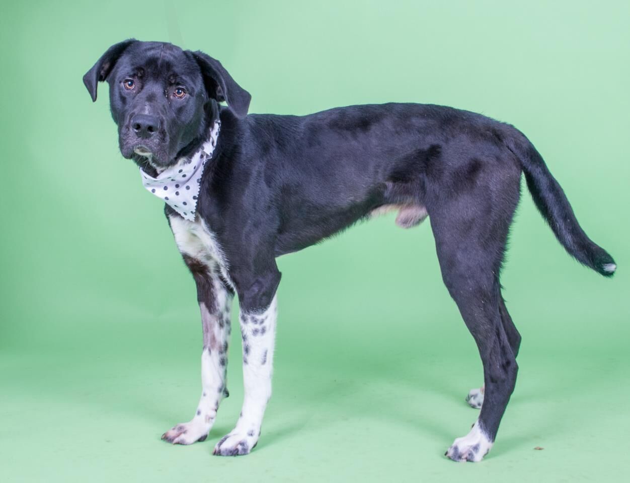 Labrador store pointer mix