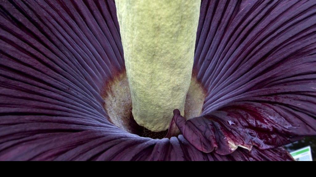Rare, stinky corpse flower set to bloom at the Missouri Botanical