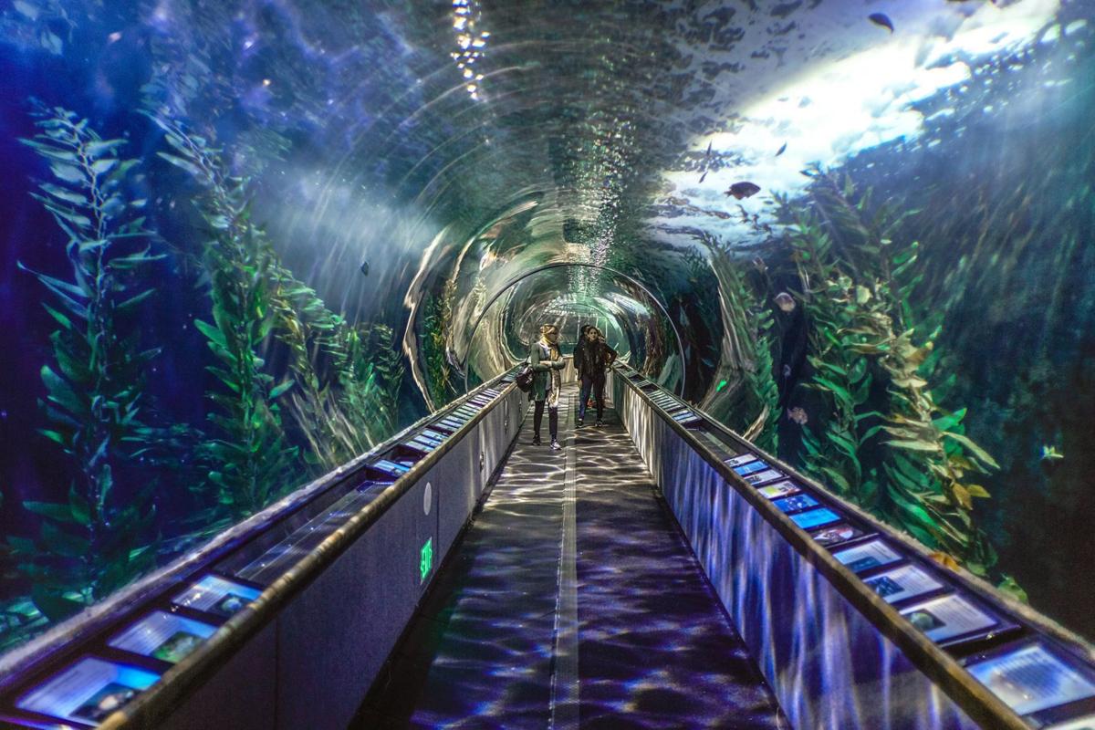 Aquariums of California offer glimpses into marine life Travel