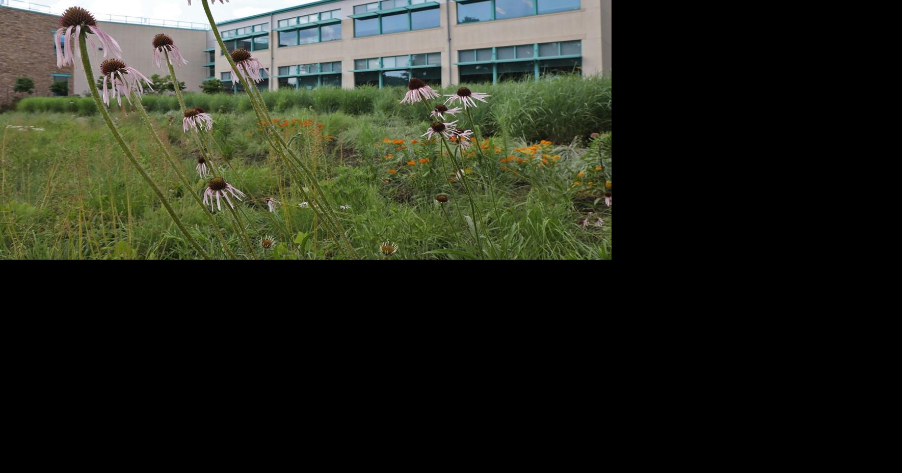 Bayer shifts jobs from North Carolina to Creve Coeur