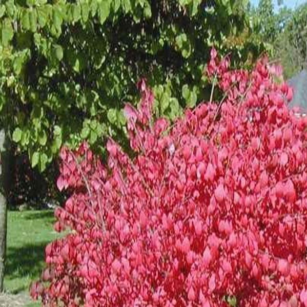 Light Pruning Of Burning Bush Is Ok Now Home Garden Stltoday Com