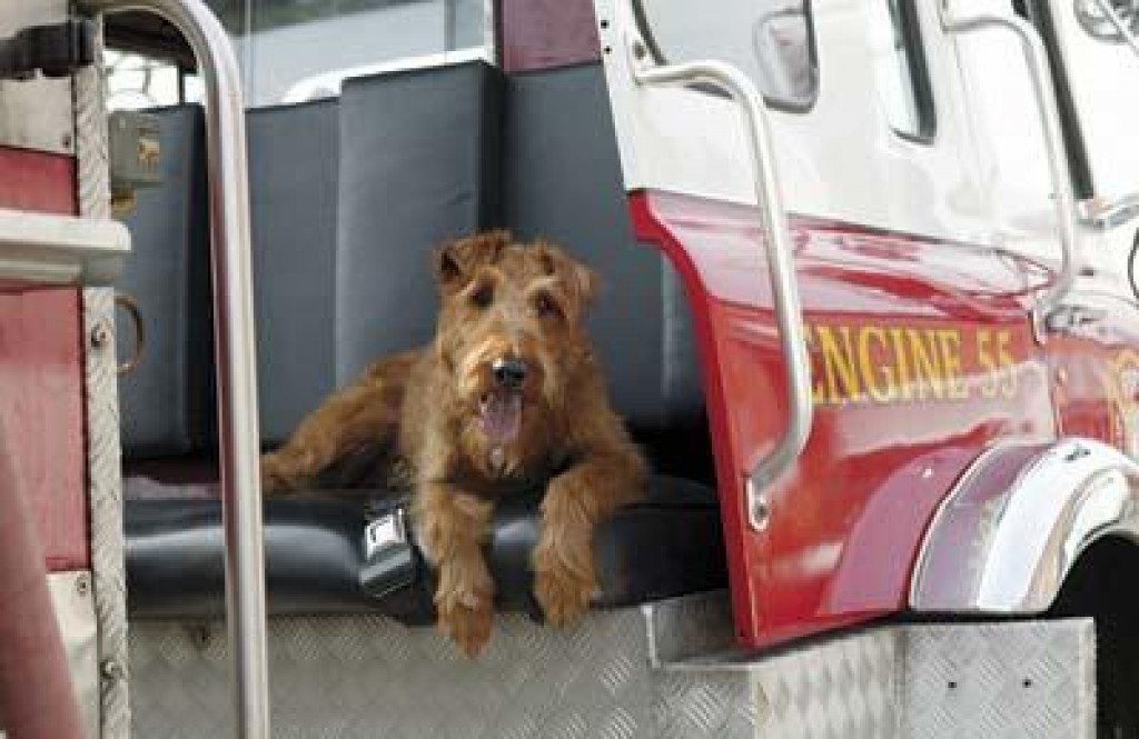 Shane fahey hot sale firehouse dog