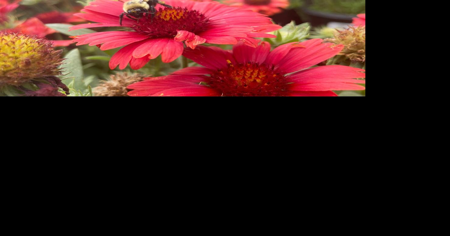 Joe’s Market Basket Encourages People to Make Pollinator Gardens to