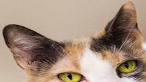 How To Make Your Home Comfortable For A Senior Cat Pets