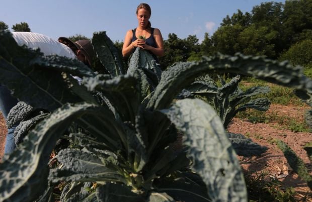Founding Director of EarthDance Organic Farm School opposes Amendment One