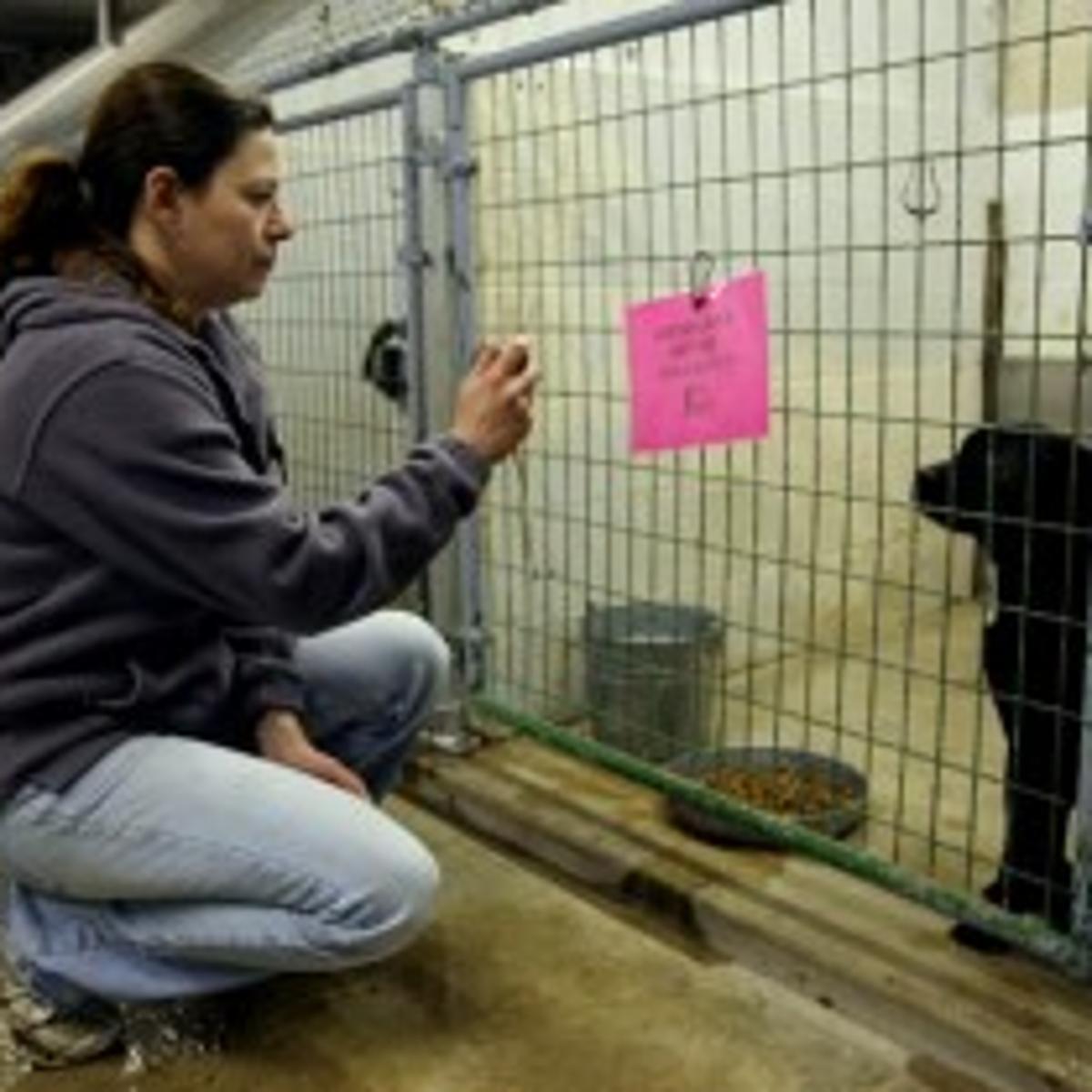 Dogs Euthanasia May Have Violated State Law Metro