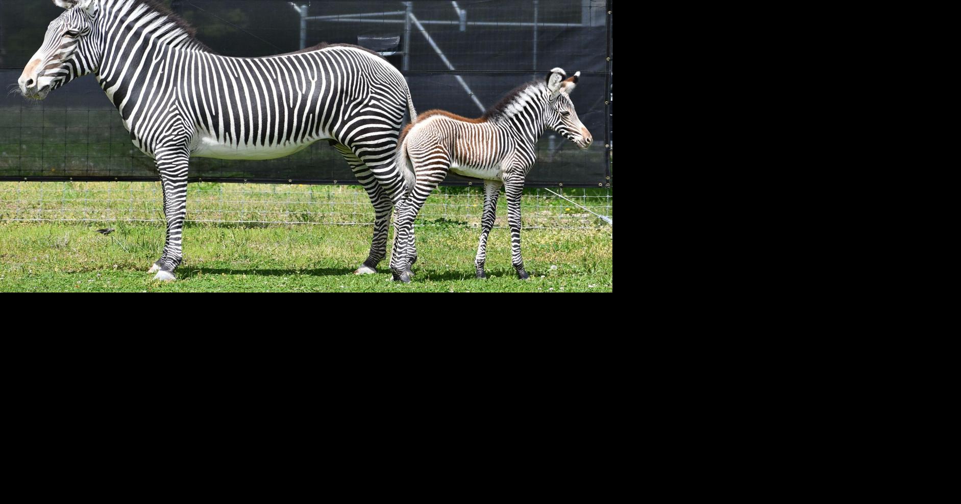 Zebra is first animal born at Zoo's WildCare Park; capybara sent to ...