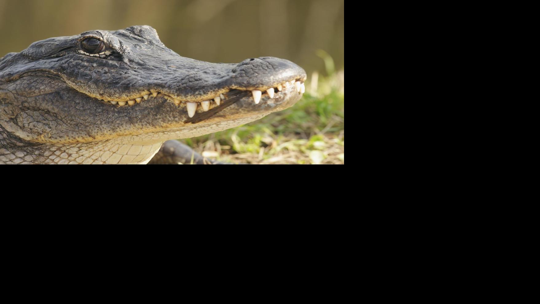 Missouri man lets alligator found in nearby pond live with him